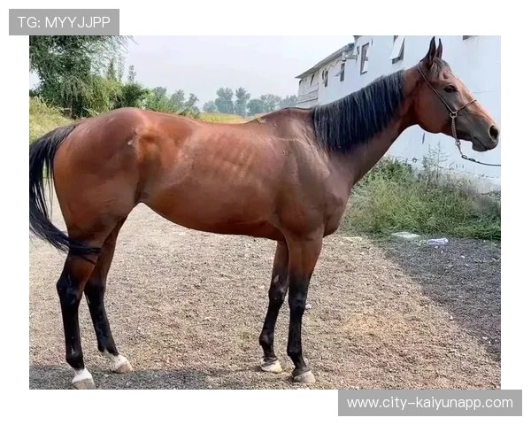 泰国马术协会与国际组织合作，推广“Lamb”至全球。，泰国马是什么意思